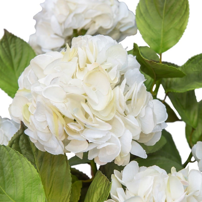 Maceta de Hortensias Blancas - Opciones de Flores Para Regalar