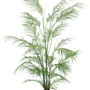 Palmera 22741
