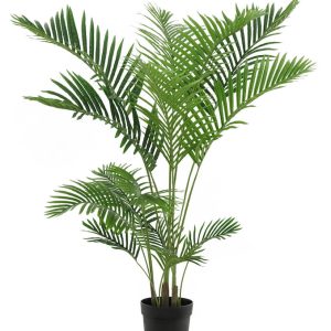 Palmera Areca 23867