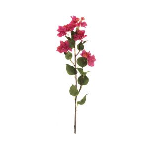 Buganvilia Fucsia Larga