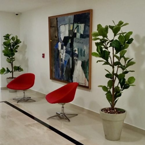 Ficus lyrata + macetero