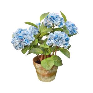 Maceta de Hortensias Azules