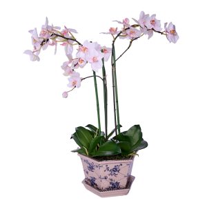 Orquidea B Blanca con fucsia
