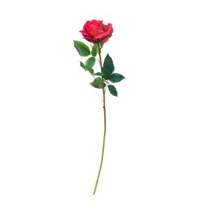 ROSA ROJA