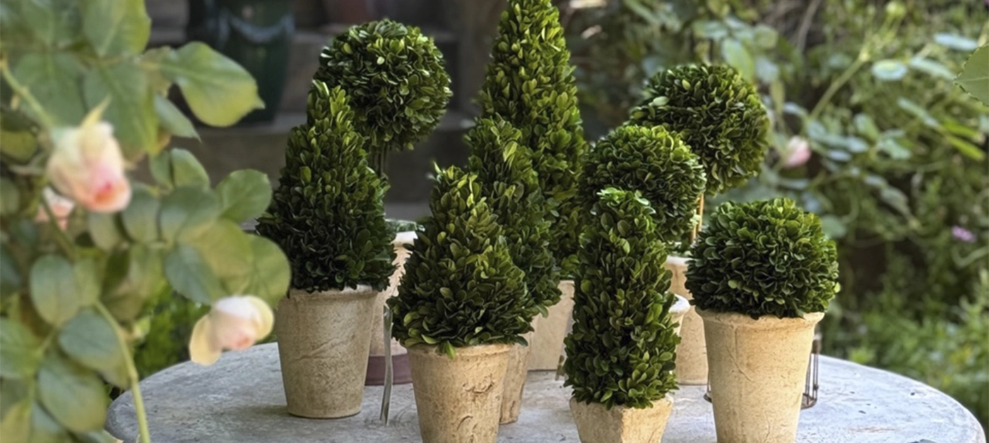 img Topiarios Preservados Preguntas Frecuentes blog Guía Garden Express