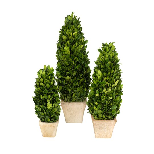 Set de pinos preservados