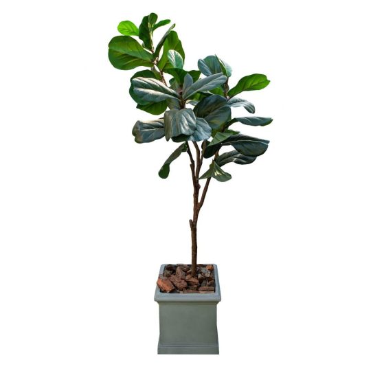 ficus-lyrata-alto.jpg