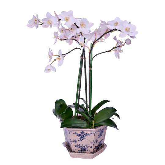 gardenexpress1411.jpg