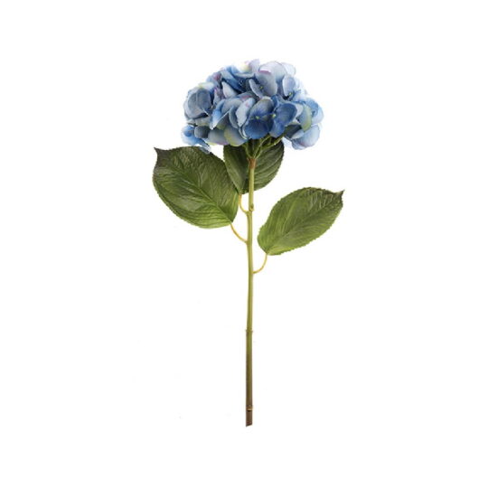hortensia-1.jpg