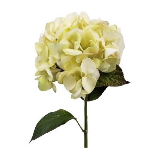 hortensia-limon.jpg