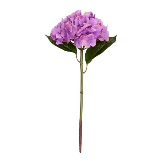 hortensia-morada.jpg
