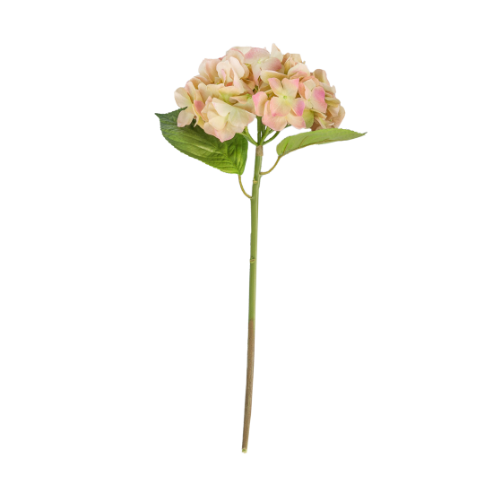 hortensia-nuevo-color.png