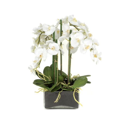 orquidea-c.jpg