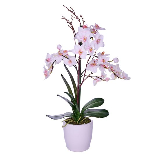 orquidea-e.jpg