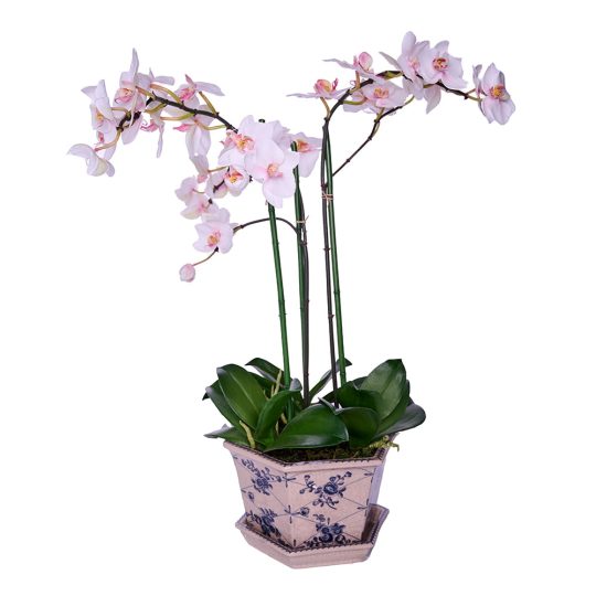 orquideab.jpg