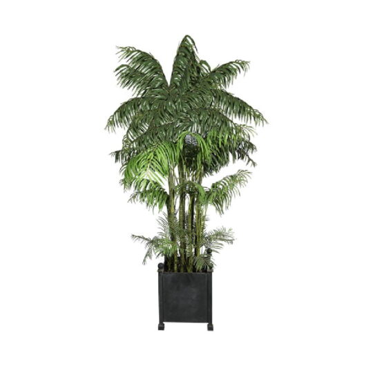 palmera-14067.jpg