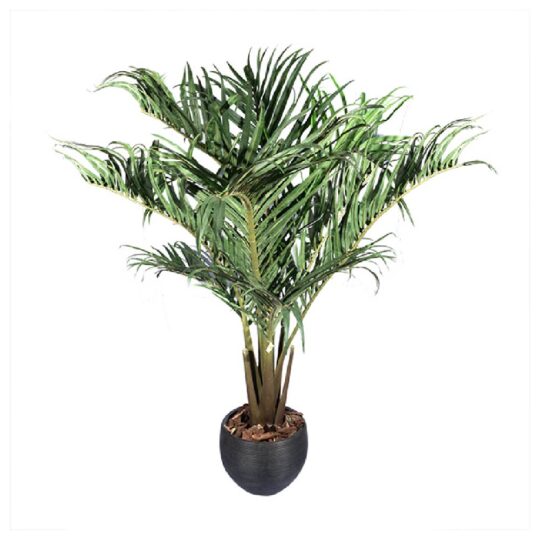 palmera-14245.jpg