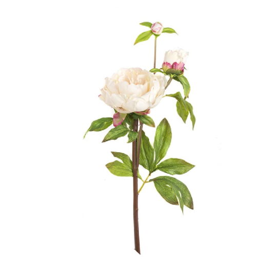 peonia-6.jpg