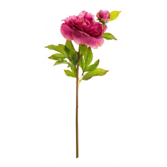 peonia-fucsia-e1622648903374.jpg