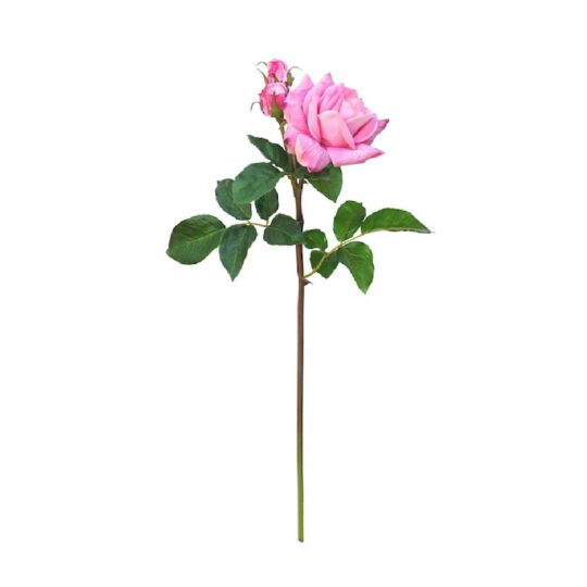 rosa-7-1.jpg